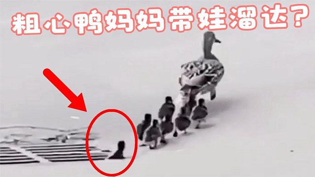 鸭妈妈带娃粗心大意，小鸭子全部掉进下水道，鸭妈急得原地打转！