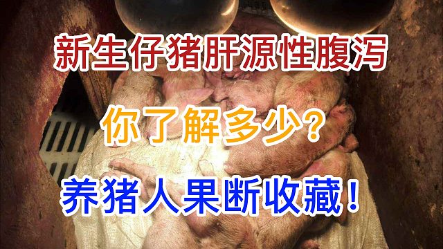 新生仔猪肝源性腹泻你了解多少？养猪人果断收藏 #仔猪腹泻 #养猪人 #自繁自养 #养猪技术 #猪病