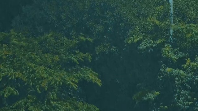 希望自己是个铁人，我没有避风港，一切靠自己，即使风再大，雨再狂，我也得自己走一场。