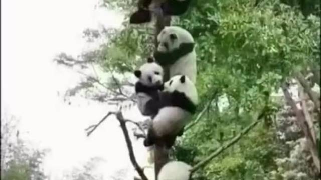 诸位爱卿为何一言不发