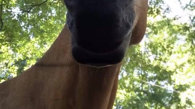 看我干嘛，我没偷你草