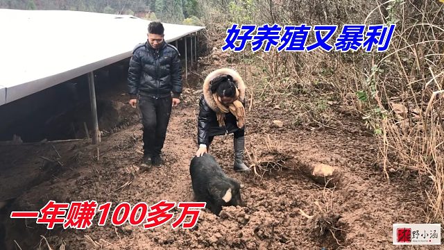 喂一年才长80斤，一斤卖50元，养300多头，年入高达100多万！