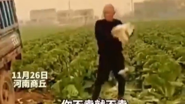 白菜滞销在地里，装满一车五百斤只卖30元，被妻子埋怨后菜农崩溃大哭～
