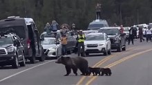 人们纷纷停下车给熊妈妈一家让路