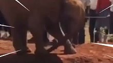 没想到还有这种事，大象把自己鼻子踩了