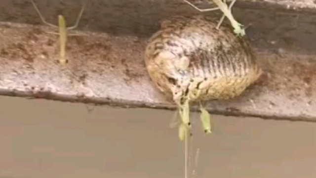 螳螂孵化全过程，你肯定没见过…