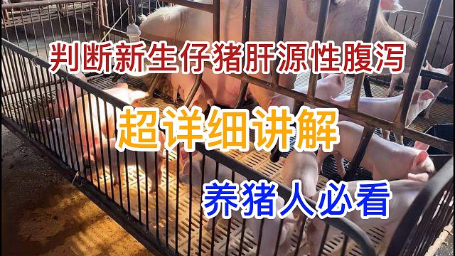 判断新生仔猪肝源性腹泻 超详细讲解 养猪人必看 #仔猪拉稀 #猪病防控 #养猪人 #养猪技术 #养猪