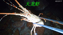 大海退潮后海边靓货特别多，大龙虾被阿平一只接着一只抓