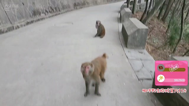 大哥有个伴了
