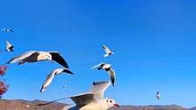 总要去趟大理吧，吹吹洱海的风，和爱的人一起喂喂海鸥，感受这苍山洱海 风花雪月的浪漫！
#带你去看海鸥