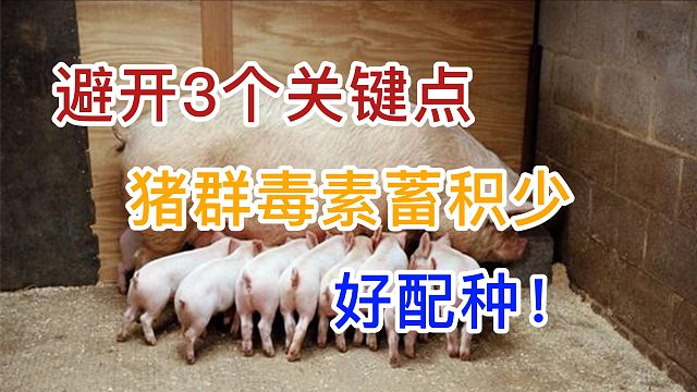 避开3个关键点 猪群毒素蓄积少 好配种！#霉菌毒素 #养猪人 #养猪知识 #养猪技术 #猪病 #养猪