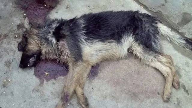 家里爱狗被偷狗的狗贩子偷走了