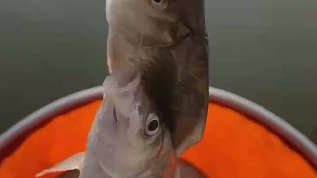 钓鱼真好