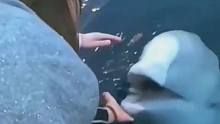 美女手机掉水里，海豚给他捡上来了