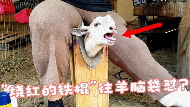 为什么要剪羊角？“烧红的铁棍”往羊脑袋一怼，看得让人虎躯一震