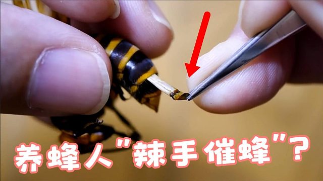 养蜂人“辣手催蜂”，将马蜂“大肠”扯出，却是为它好？