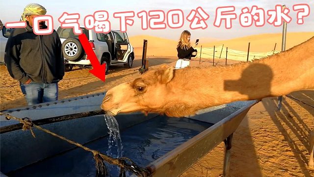 骆驼一个月没喝水了，见到水的那一刻，一口气喝了120公斤！