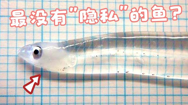 最没有“隐私”的鱼，连粑粑都是透明的，吃点啥都看得一清二楚！