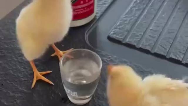 今天整俩小鸡伏特加