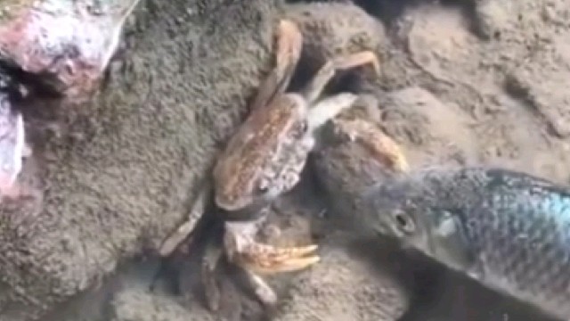 这螃蟹出手太无情了！[doge]果然有钳就是任性！