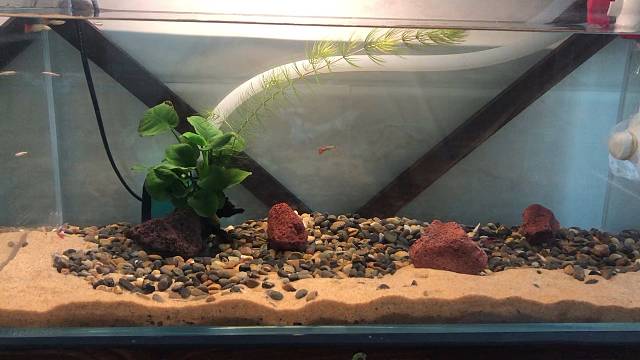 买的鱼太小了，后续再弄