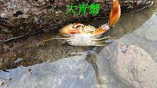 阿平赶海抓了一只在吃海蛎的青蟹，之后还收获了海胆和海盗蟹