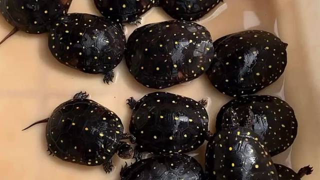 星点水龟喜欢的一起交流