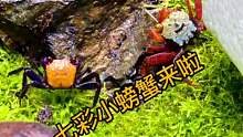 雨林缸第一批小动物~七只七彩小螃蟹~第二批咱整啥
