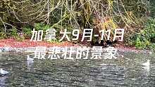 加拿大卑诗省，每年9-11月最悲壮的景象