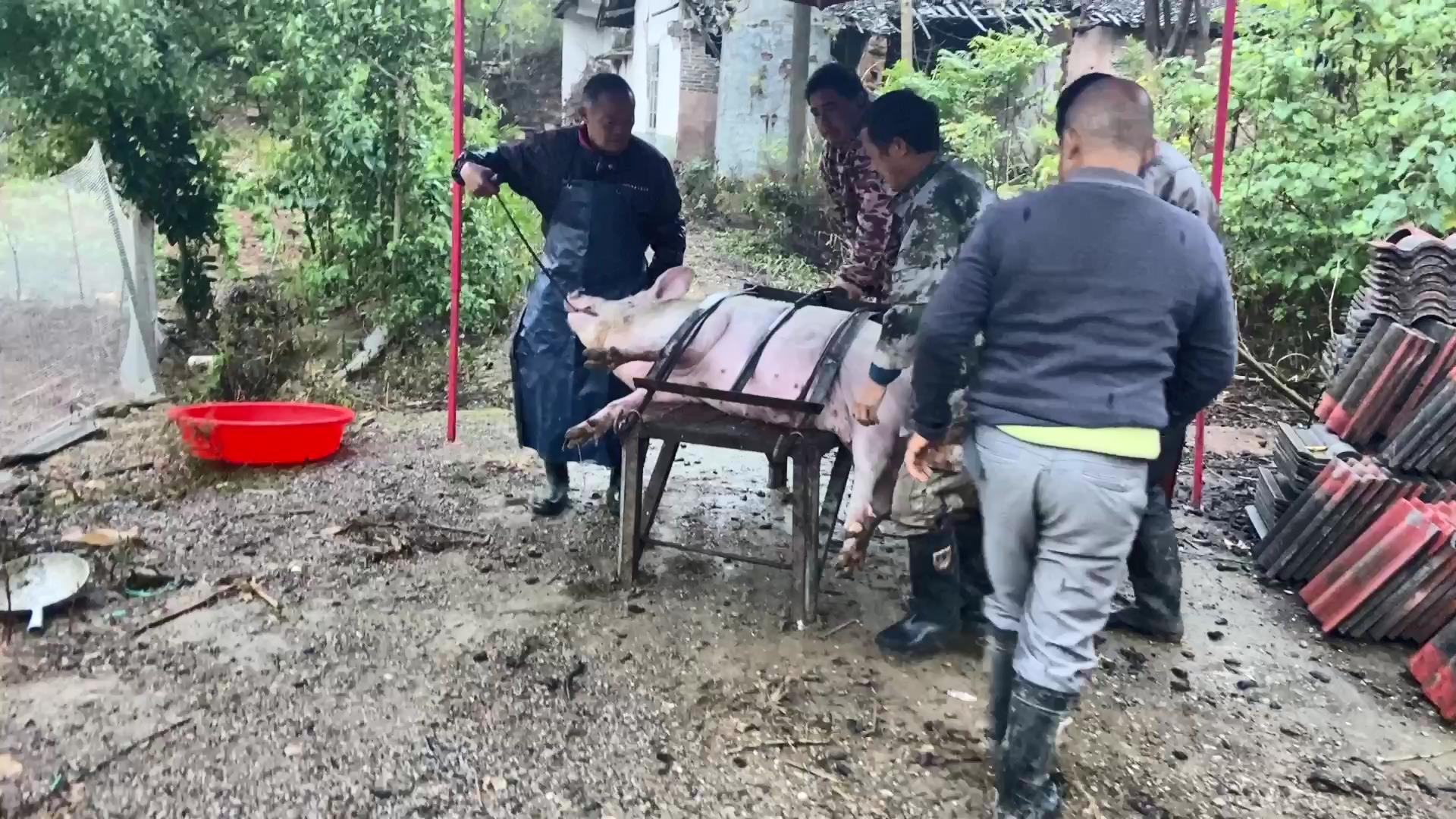 湖南农村杀年猪，做血粑，吃杀猪饭，真是人间烟火气，最抚凡人心