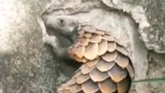 怪不得葫芦娃里是穿山甲闯祸把妖精放出来的