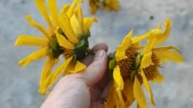 小时候玩过的集合