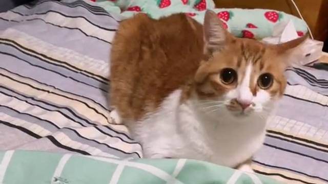 猫：你在喵叫什么？