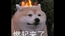 #陳銘 #當(dāng)好奇戰(zhàn)勝了恐懼 一下就不害怕了還特想問(wèn)問(wèn)~~