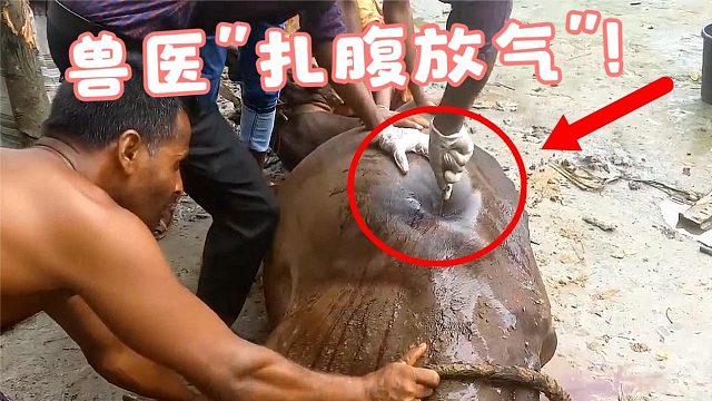 老牛腹胀如球，兽医看后直接“扎腹放气”：这比吃药管用！