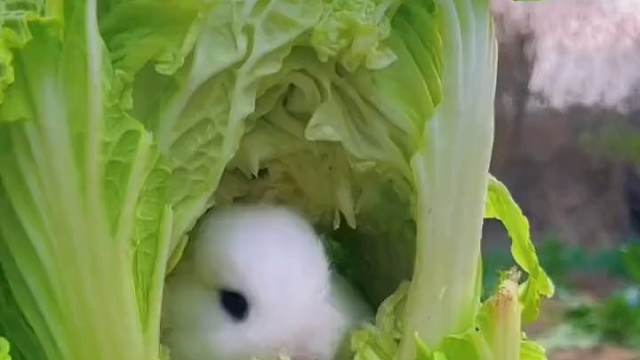 小兔子为了躲避狗子追赶，藏在白菜里