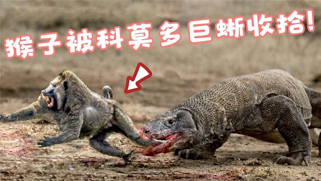 猴子把人们惹毛，直接被扔进巨蜥池，连反抗都来不及！