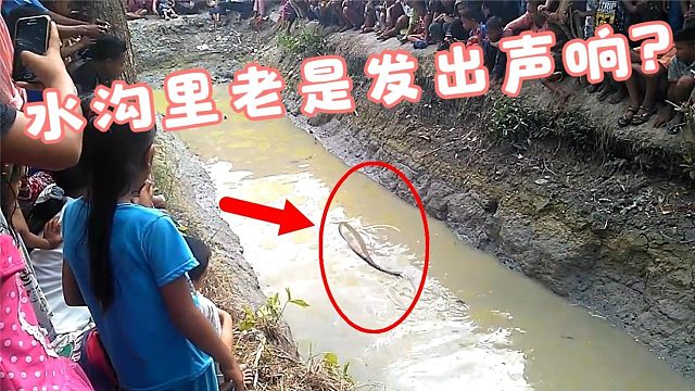 水沟晚上老是发出声响，村民将水抽干后，两只大家伙跑了出来！