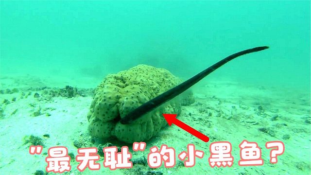 “最无耻”的小黑鱼，为什么喜欢钻进海参屁股，还要做出这种事？