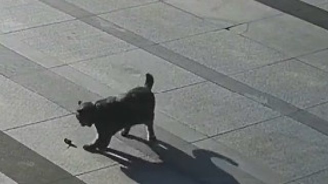 肥猫抓到老鼠后开小差，没想到老鼠“坐飞机”跑了