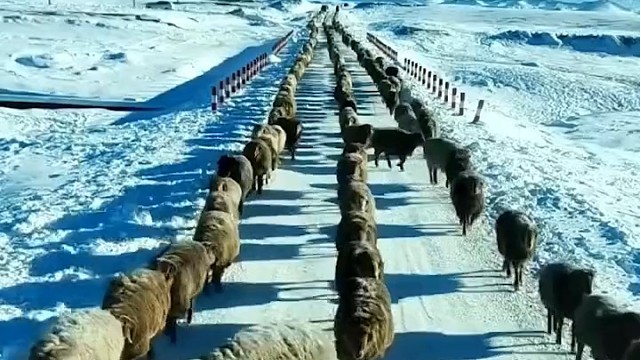 羊群分三列纵队行进遇司机后“拉链式”避让