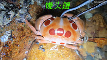 退潮后海边特别多螃蟹抓，有馒头蟹和红蟹还有漂亮的兰花蟹