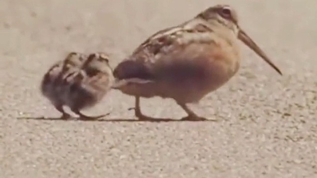 快乐的母亲带娃名场面