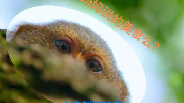 小可爱—侏儒狨猴