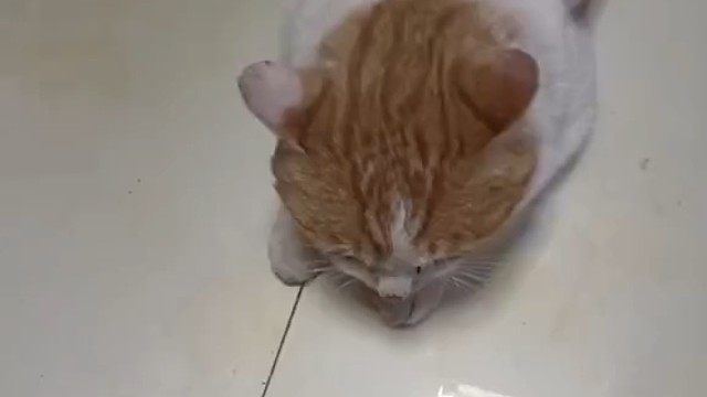 小猫猫！