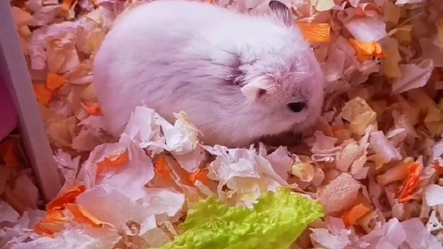 两只可爱小兔纸