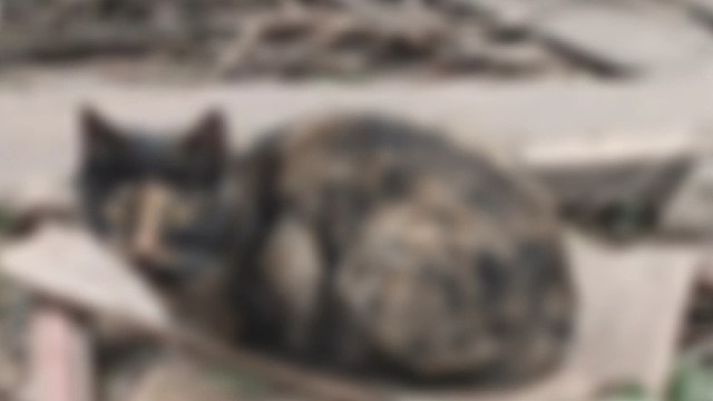 人家也是个可以的小猫咪