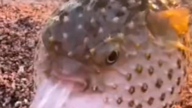 河豚搁浅岸边，男子想把它重新放回水中，河豚的表情让人哭笑不得