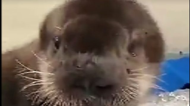 小海獭吃冰的样子也太可爱了吧，牙口好，嘎嘣脆！吃得我心都化了！