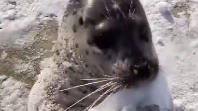 用双下巴夹裂雪球毫无疑问，豹豹也是力士